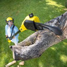 Best Tree Maintenance Programs  in Seymour, WI