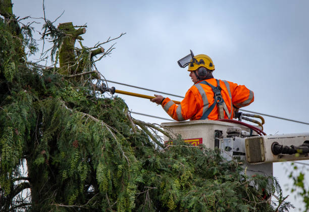 How Our Tree Care Process Works  in  Seymour, WI